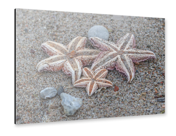 Alu-Dibond "Seesterne" 30x20 cm artboxONE