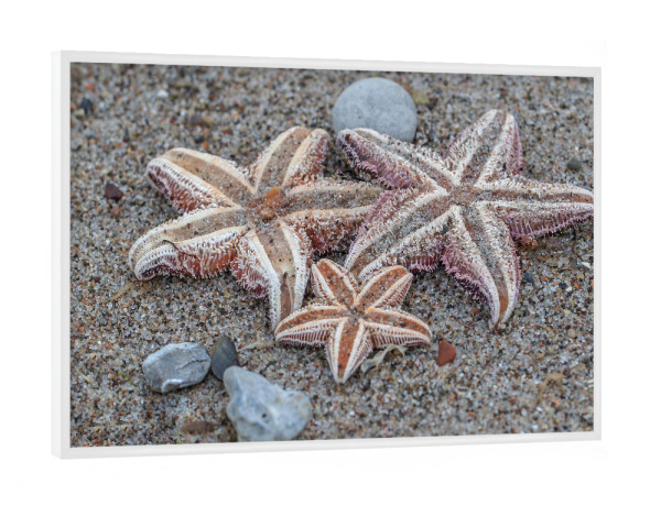 Poster mit weißem Rahmen "Seesterne" artboxONE - Natur,Tiere,Reise / Strand und Meer