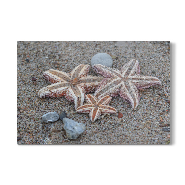 Galerie-Print "Seesterne" 30x20 cm artboxONE