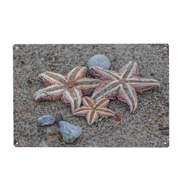 Metall Poster "Seesterne" artboxONE - Natur,Tiere,Reise / Strand und Meer - Seesterne,Steine,Urlaub,Natur,Nature,Stones,Reise,Strand,Meer,Sea,Beach