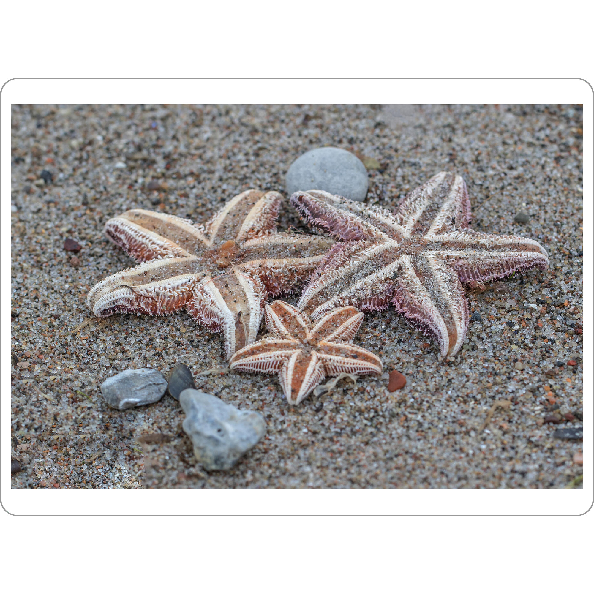 Tischset "Seesterne" artboxONE - Natur,Tiere,Reise / Strand und Meer - Seesterne,Steine,Urlaub,Natur,Nature,Stones,Reise,Strand,Meer,Sea,Beach