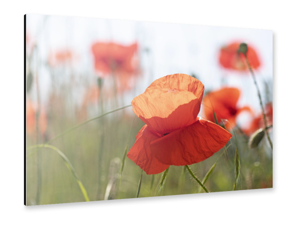 Alu-Dibond "Mohnblüte" 30x20 cm artboxONE