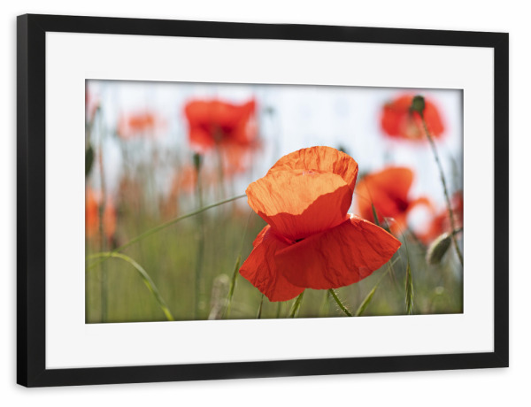 Poster mit Rahmen schwarz "Mohnblüte" artboxONE - Natur,Floral