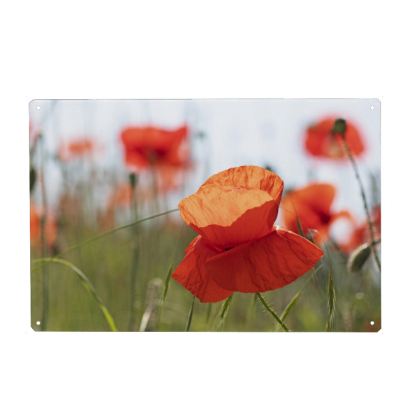 Metall Poster "Mohnblüte" artboxONE - Natur,Floral - Mohn,Mohnblüte,Mohnblütenfeld,Mohnfeld,Natur,Blumen,Blüten,Flowers,Nature,Closeup,Nahaufnahme