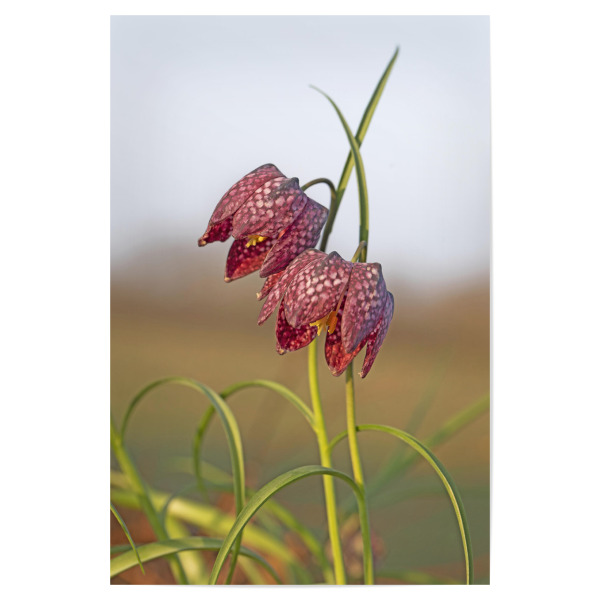 Poster 30x20 cm "Blüten der Schachbrettblume" artboxONE - Natur,Floral - Blüten,Blumen,Flora,Floral,Botanical,Botanisch,Schachbrettblume,Natur