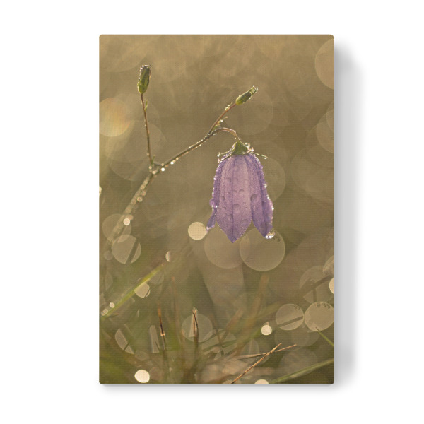 Leinwandbild "Kleine Glockenblume" artboxONE - Natur,Floral - Natur,Blumen,Glockenblume,Tropfen,Makrofotografie,Nature,Flower,Closeup,Nahaufnahme