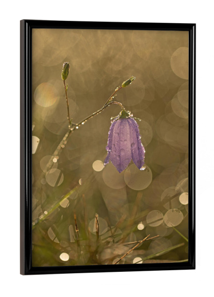 Poster mit schwarzem Rahmen "Kleine Glockenblume" artboxONE - Natur,Floral