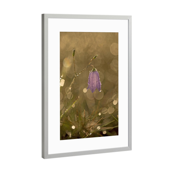Poster mit Rahmen Silber "Kleine Glockenblume" artboxONE - Natur,Floral