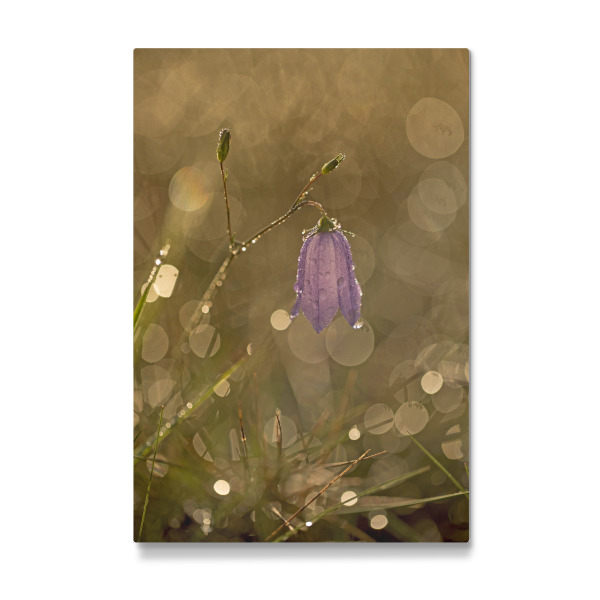 Galerie-Print "Kleine Glockenblume" 30x20 cm artboxONE