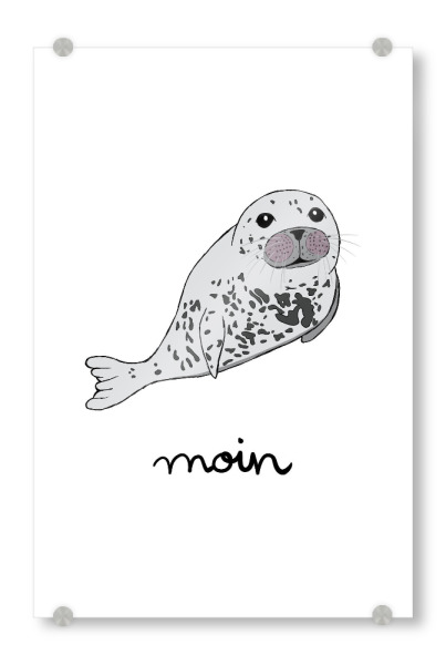 Acrylglasbild "Moin - Robbe" artboxONE - Typografie,Tiere,Unterwasser,Lustig