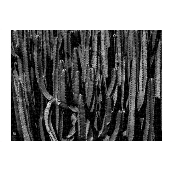 Puzzle Ravensburger "Und es Sticht" artboxONE - Natur,Schwarzweiß - Kakteen,Wald,Schwarzweiß,Cacteen,Blackandwhite,Natur,Nature - Bild kakteen