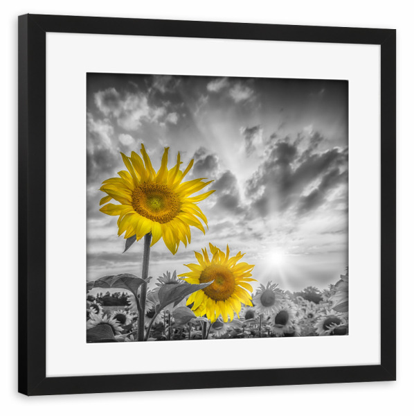 Poster mit Rahmen schwarz "Zwei Sonnenblumen im Fokus" artboxONE - Natur,Floral