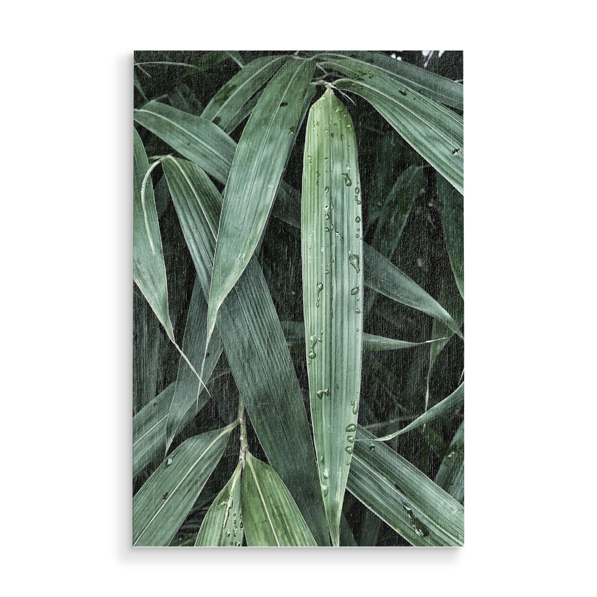 Holzbild "Natur leaf" artboxONE - Natur - Blatt,Palmen,Palms,Grün,Natur,Naturfotografie,Sommer,Palmenblatt,Leaf,Palmleaves,Pflanzen,Blätter,Leaves