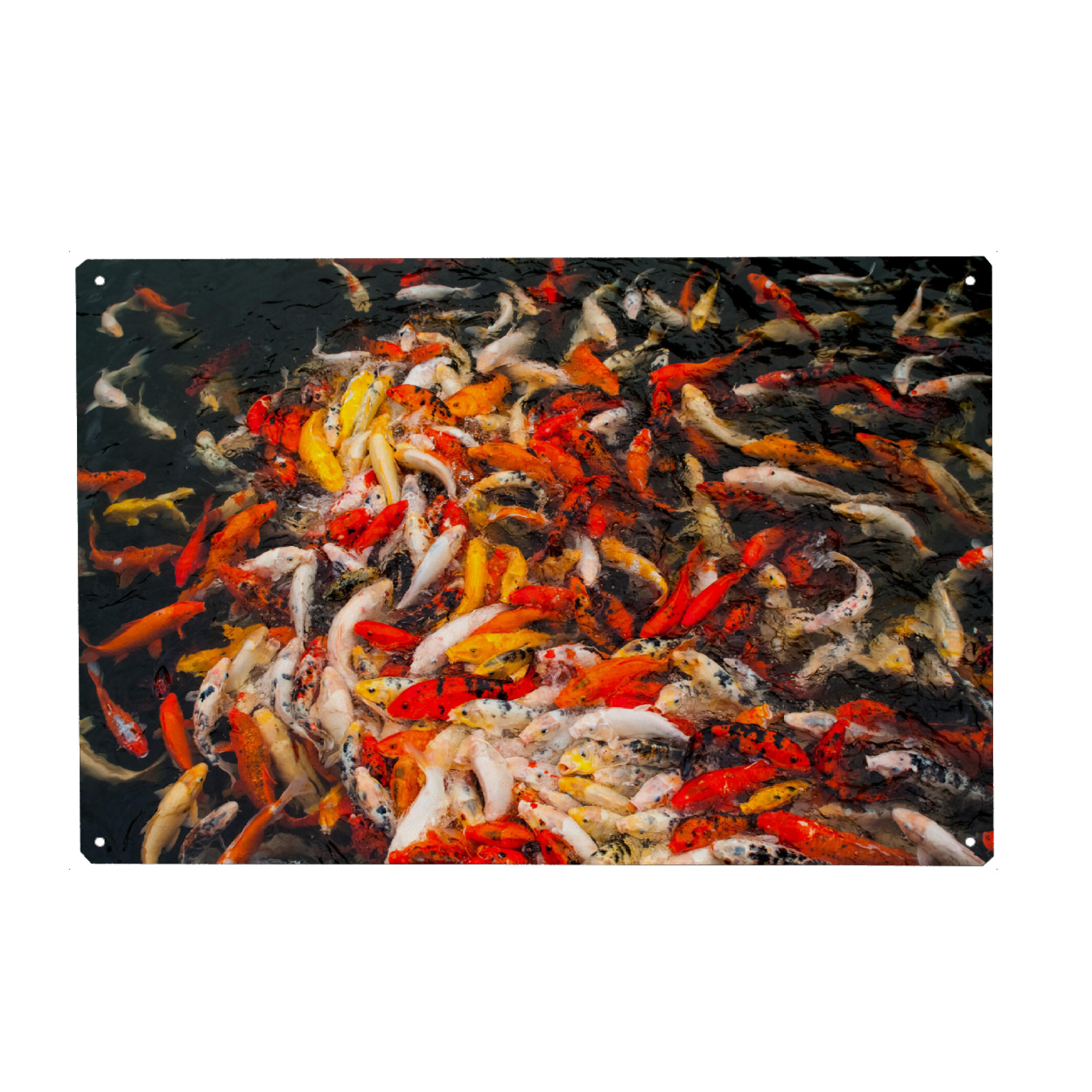 Metall Poster "Fischknäul" artboxONE - Natur,Tiere - Fische,Wasser,Viele,Fish,Water,Natur,Nature,Tiere,Animals - Blechschild