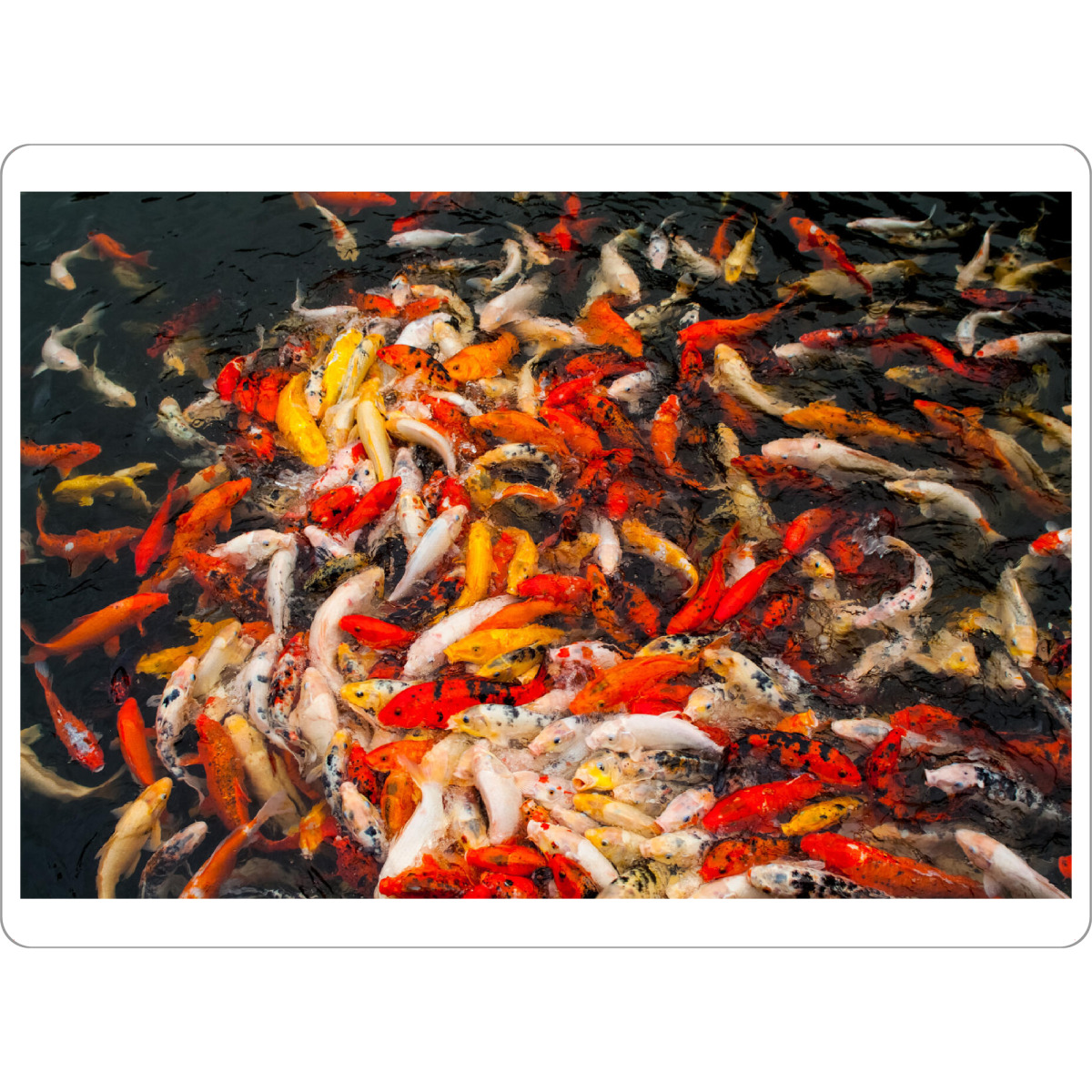 Tischset "Fischknäul" artboxONE - Natur,Tiere - Fische,Wasser,Viele,Fish,Water,Natur,Nature,Tiere,Animals - Bild fische