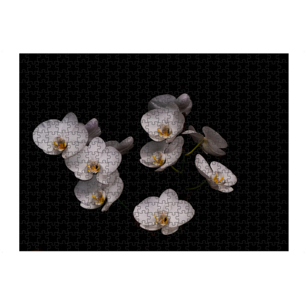 artboxONE Puzzle "Weiße Schönheit" artboxONE - Natur,Floral - Orchidee,Blüten,Weiß,Schwarz,Flowers,Floral,Natur,Nature,Black - Bild orchidee