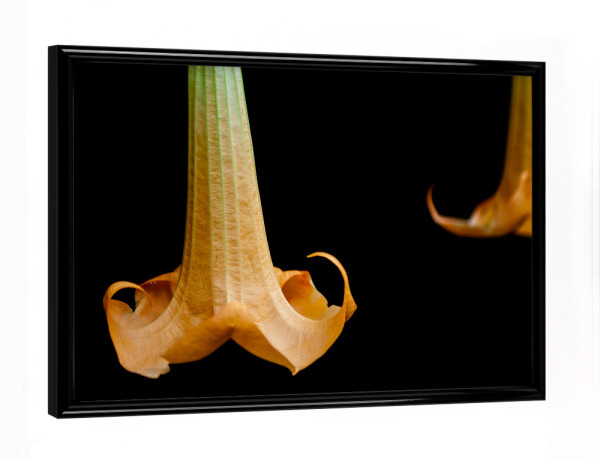 Poster mit schwarzem Rahmen "Engelstrompeten" artboxONE - Natur,Floral - Blüten,Engelstrompete,Blumen,Flowers,Floral,Natur,Nature