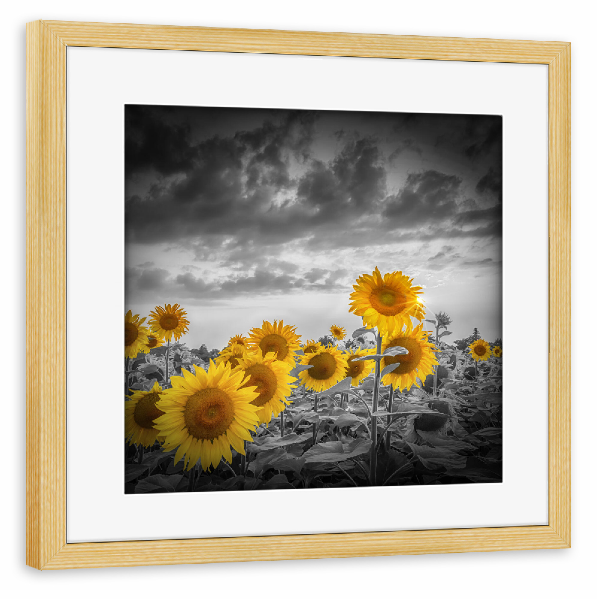 Poster mit Rahmen kiefer "Prachtvolles Sonnenblumenfeld" artboxONE - Natur,Floral