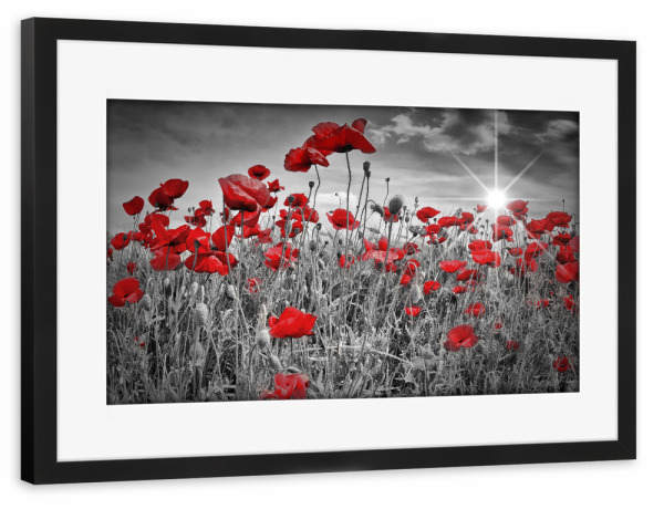Poster mit Rahmen schwarz "Idyllisches rotes Mohnblumenfeld" artboxONE - Natur,Floral
