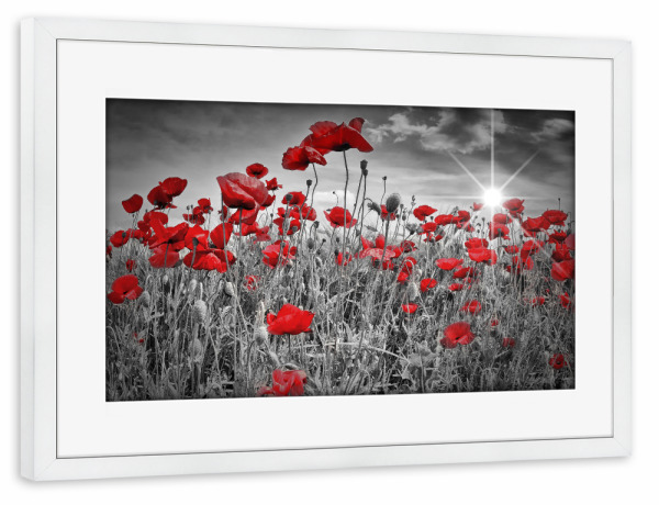 Poster mit Rahmen weiß "Idyllisches rotes Mohnblumenfeld" artboxONE - Natur,Floral