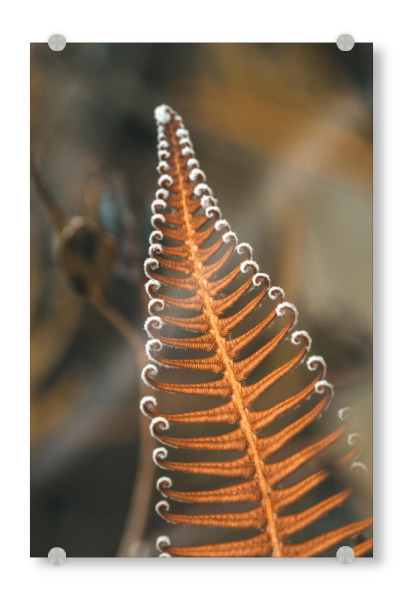 Acrylglasbild "Orange Beauty" artboxONE - Natur,Floral