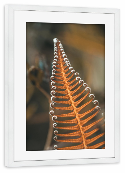 Poster mit Rahmen weiß "Orange Beauty" artboxONE - Natur,Floral