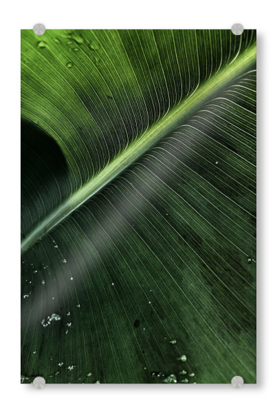 Acrylglasbild "Natur love" artboxONE - Natur - Blatt,Frün,Plams,Palmen,Palmenblätter,Palmenblatt,Boho,Leaf,Natur,Nature,Closeup,Nahaufnahme