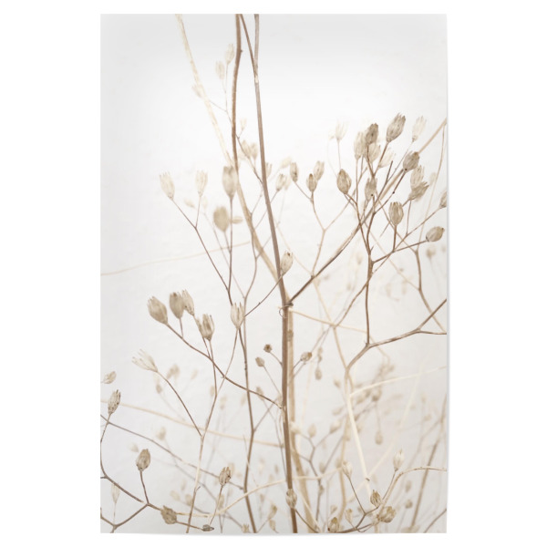 Poster "So dream soft" artboxONE - Natur - Beige,Soft,Softly,Scandi,Scandinavian,Ast,Blume,Flower,Winter,Snow,Summer,Boho