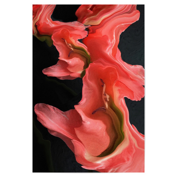 Poster "Black coral love" artboxONE - Abstrakt - Coral,Black,Flower,Rose,Blume,Koralle,Abstract,Abstrakt