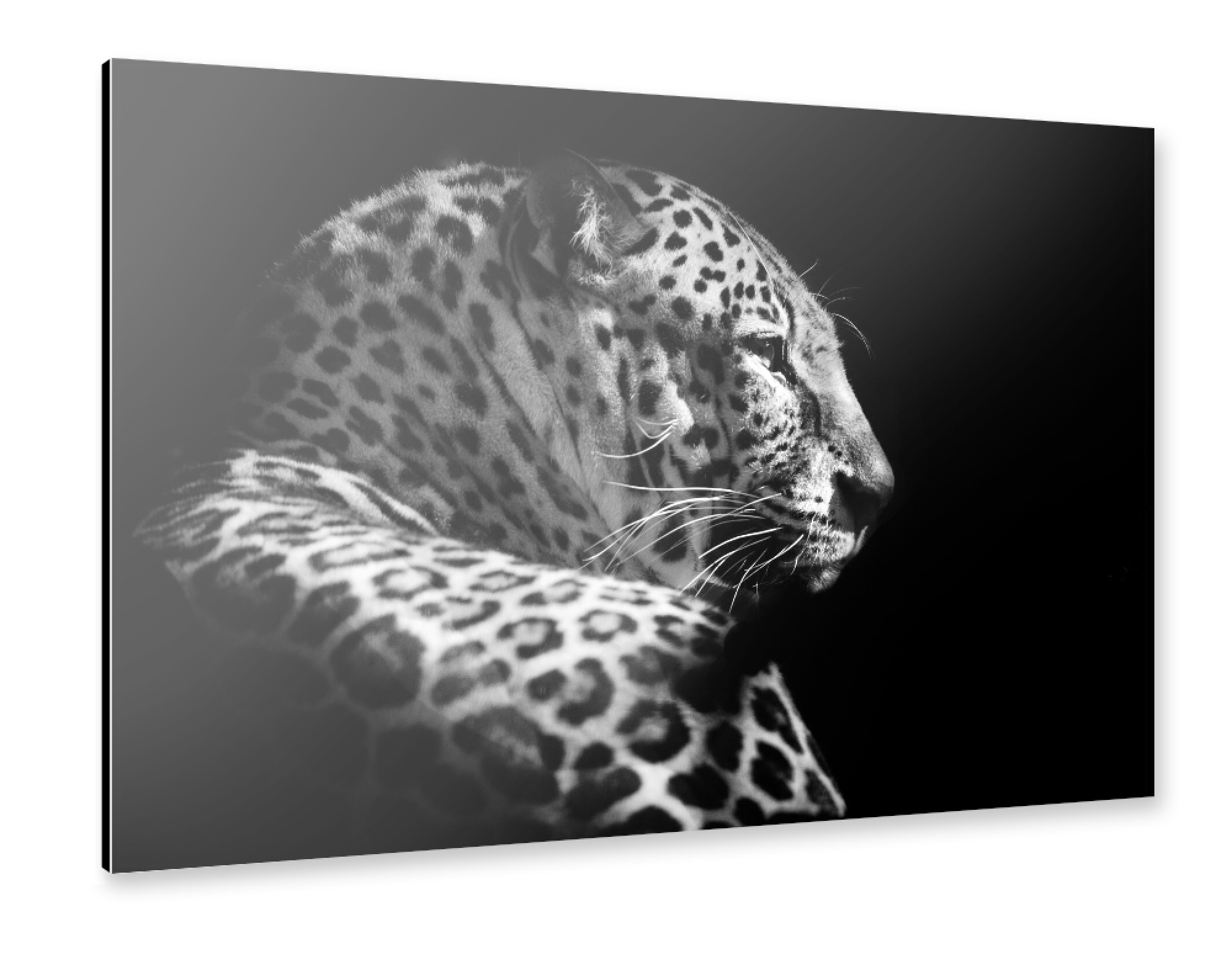 Alu-Dibond "Leopard b/w" 30x20 cm artboxONE