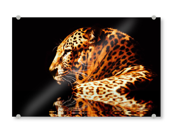 Acrylglasbild "Leopard Reflektion" artboxONE - Tiere,Reise / Afrika