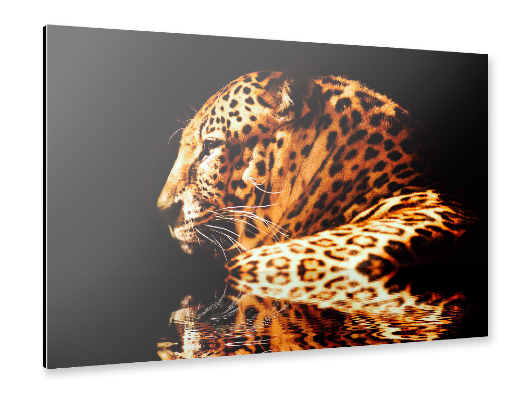 Alu-Dibond "Leopard Reflektion" 30x20 cm artboxONE