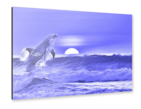 Alu-Dibond "Delfin im Meer blau" 30x20 cm artboxONE