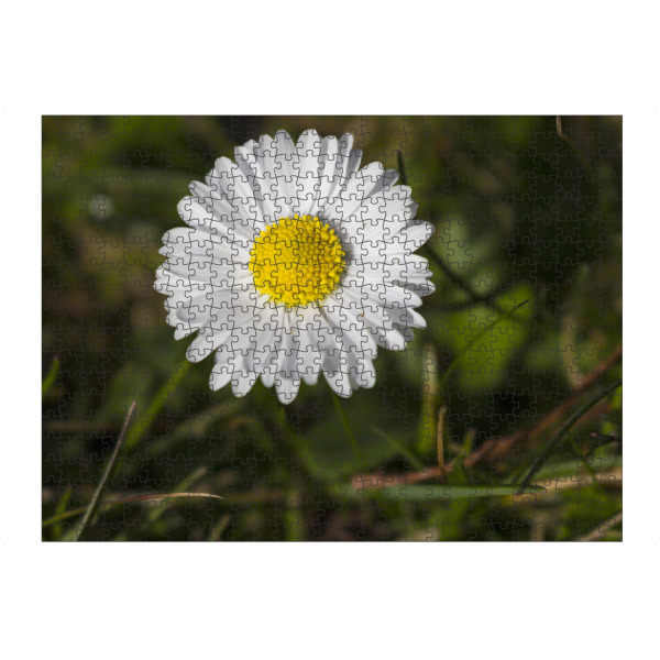 artboxONE Puzzle "Gänseblümchen im Frühling" artboxONE - Natur,Floral