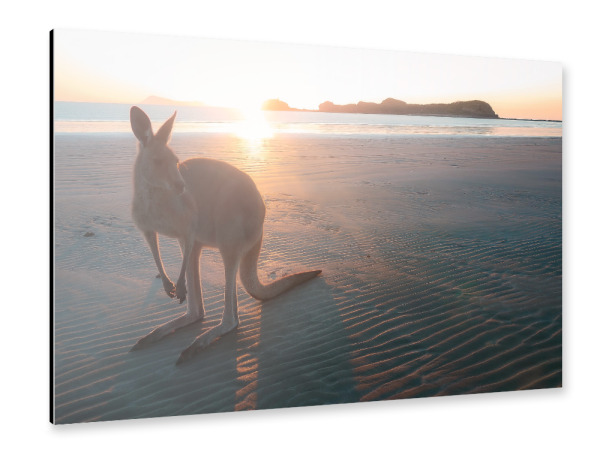 Alu-Dibond "Wallaby am Strand" 30x20 cm artboxONE