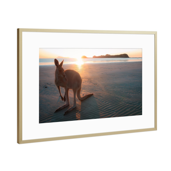 Poster mit Rahmen Gold "Wallaby am Strand" artboxONE - Natur,Tiere