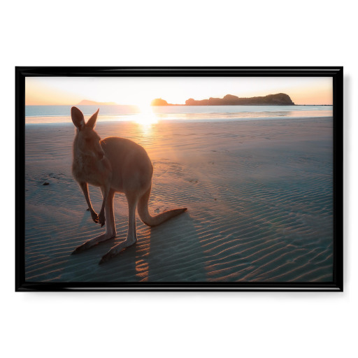 Wallaby am Strand Wallaby am Strand