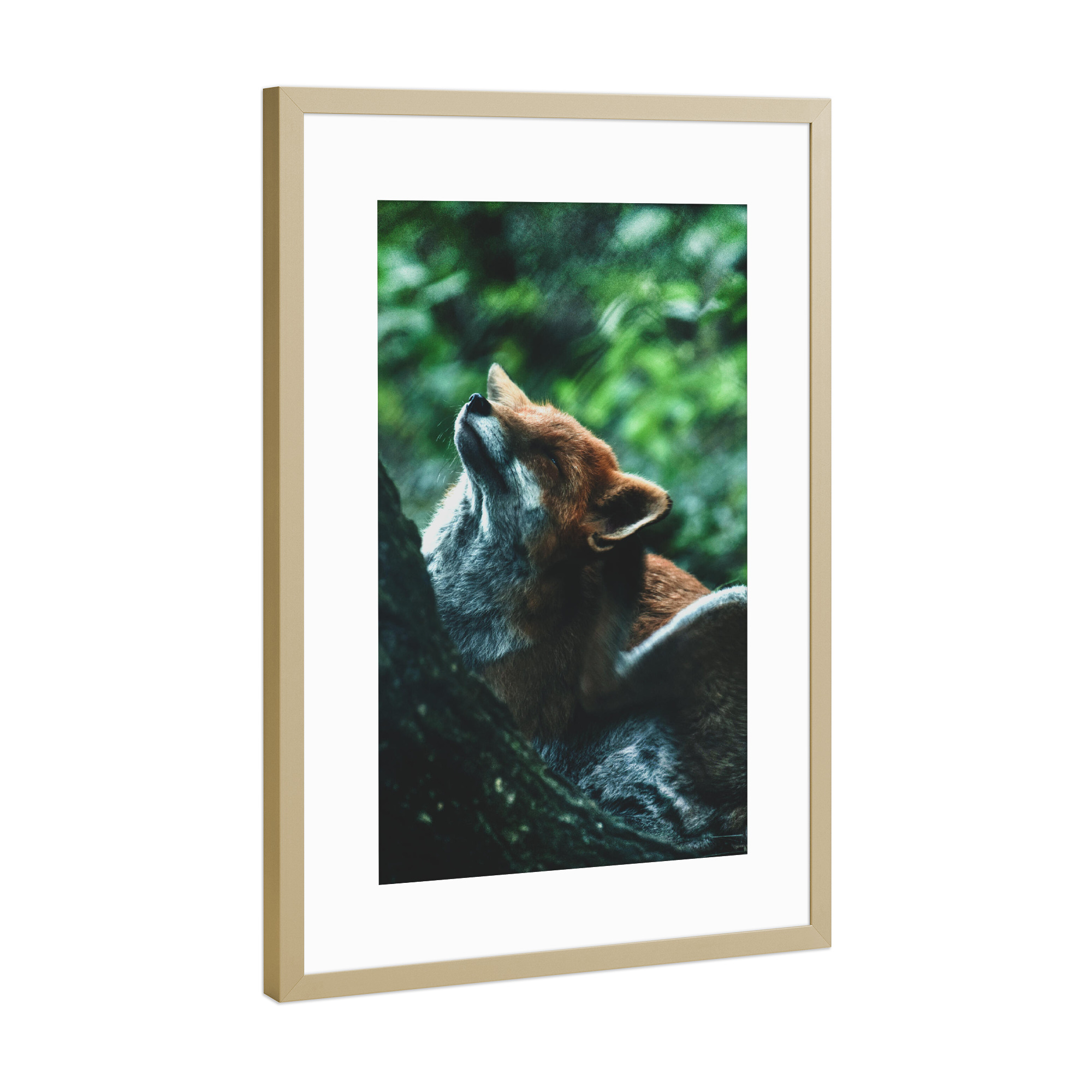 Poster mit Rahmen Gold "Kratzender Fuchs" artboxONE - Natur,Tiere