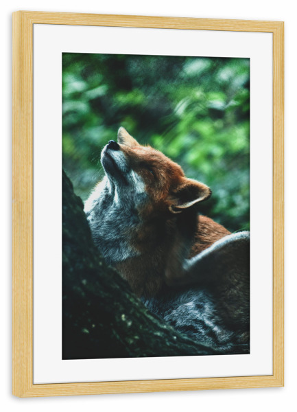 Poster mit Rahmen kiefer "Kratzender Fuchs" artboxONE - Natur,Tiere