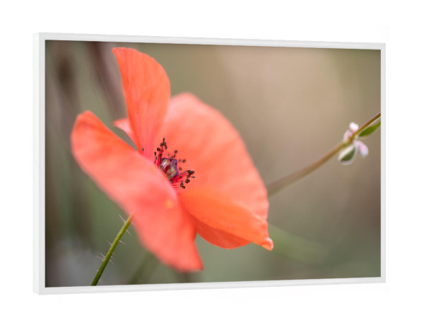Poster mit weißem Rahmen "Mohnblume" artboxONE - Natur,Floral