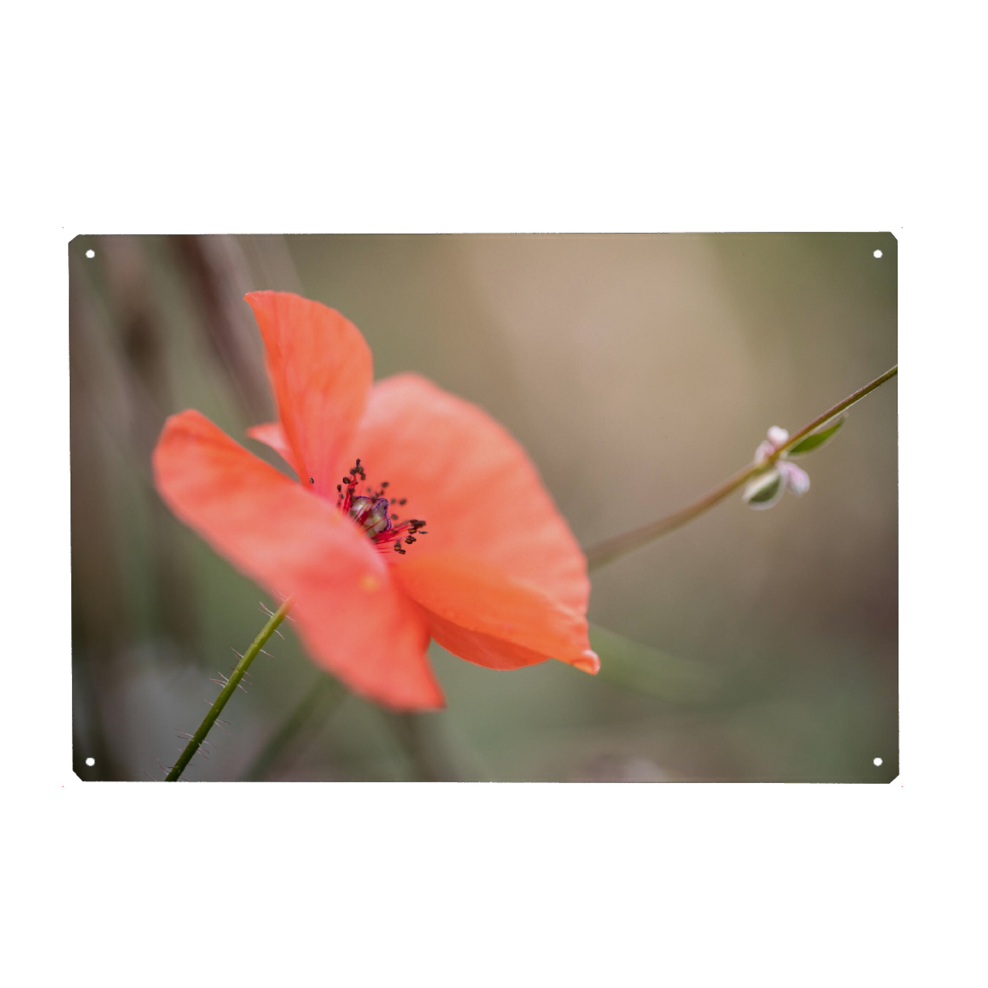 Holzbild "Mohnblume" artboxONE - Natur,Floral