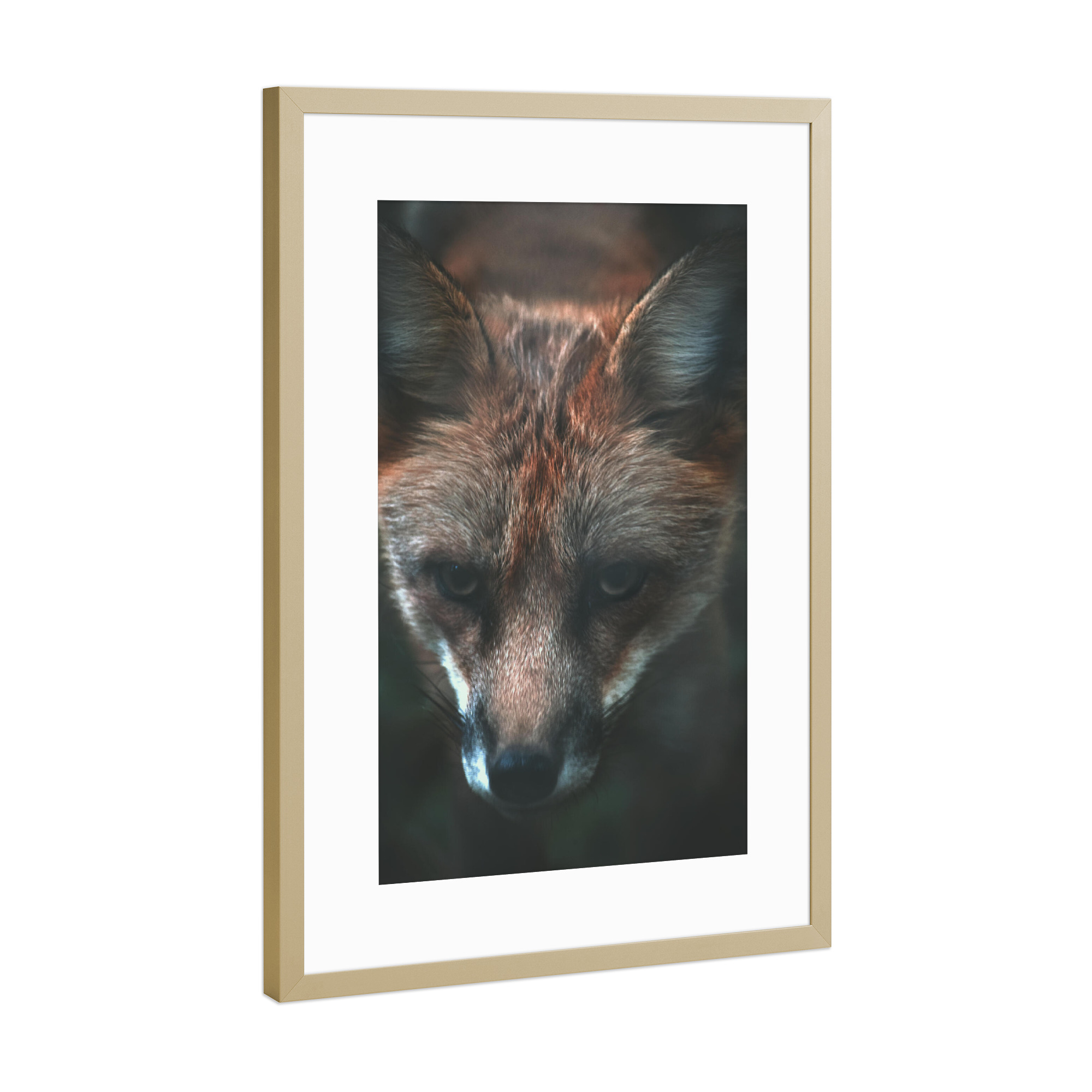 Poster mit Rahmen Gold "Neugieriger Fuchs" artboxONE - Natur,Tiere