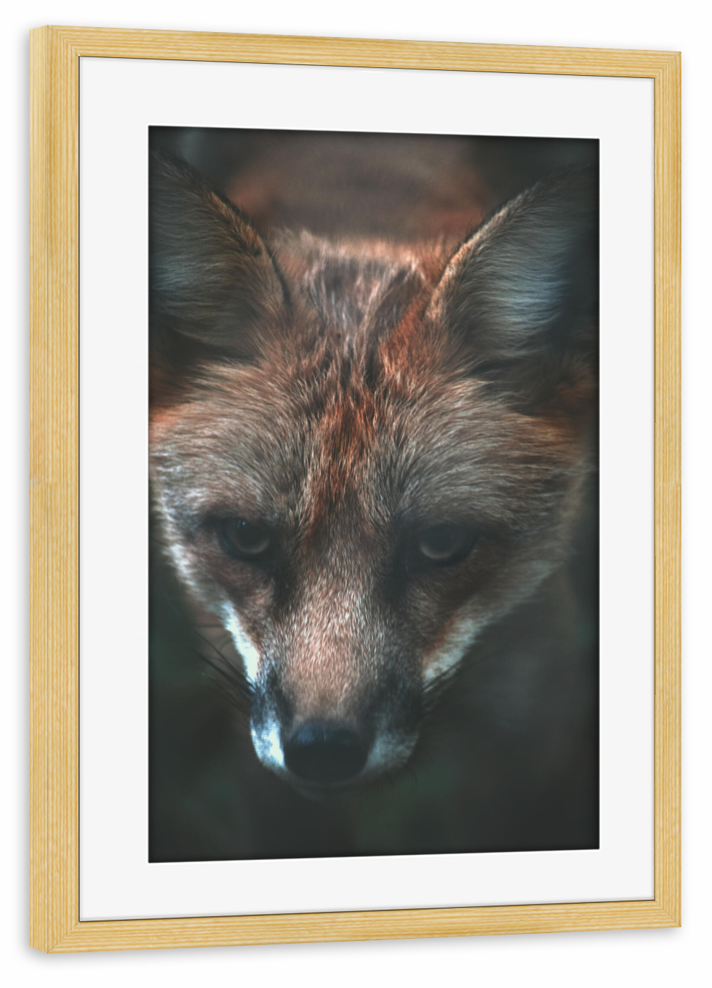 Poster mit Rahmen kiefer "Neugieriger Fuchs" artboxONE - Natur,Tiere
