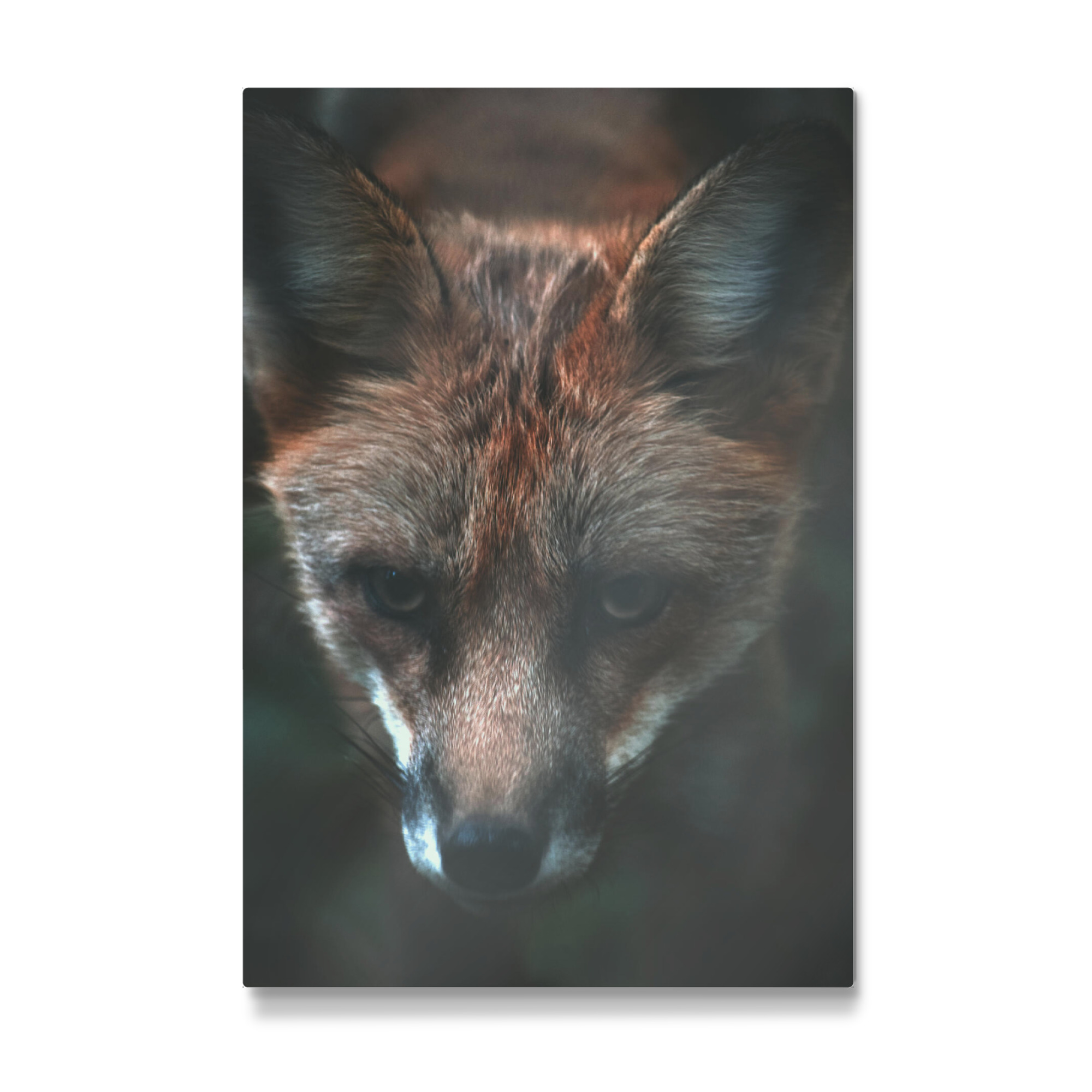 Galerie-Print "Neugieriger Fuchs" 75x50 cm artboxONE