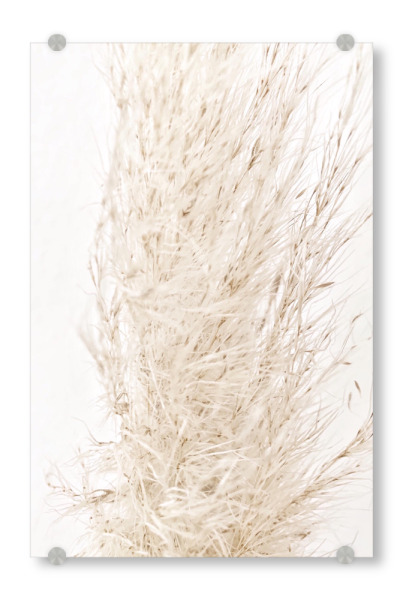 Acrylglasbild "So dreamy soft" artboxONE - Natur - Beige,Natur,White,Pampas grass,Pampasgras,Pampas,Boho,Softly,Plant,Leaf,Palm,Bohemian