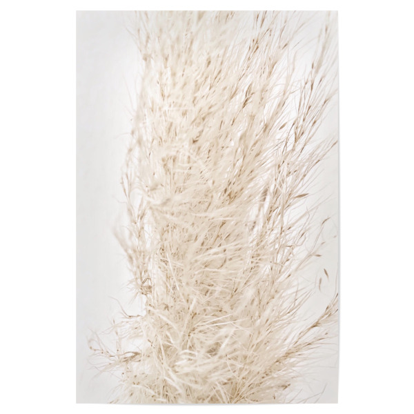 Poster 30x20 cm "So dreamy soft" artboxONE - Natur - Beige,Natur,White,Pampas grass,Pampasgras,Pampas,Boho,Softly,Plant,Leaf,Palm,Bohemian