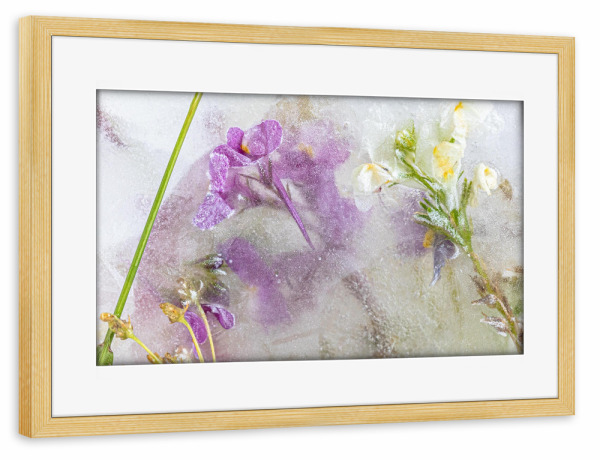 Poster mit Rahmen kiefer "Wildblumen in Eis" artboxONE - Natur,Floral