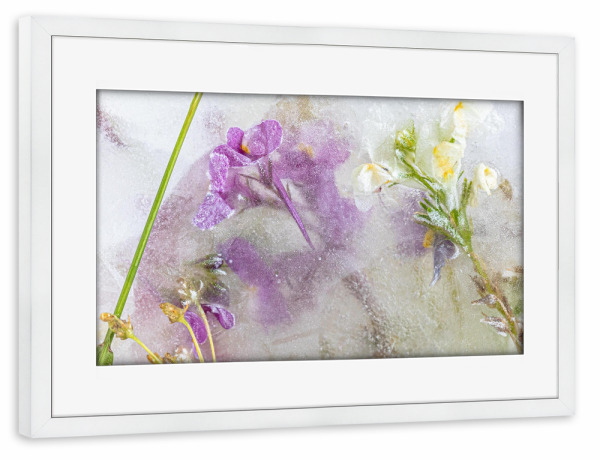 Poster mit Rahmen weiß "Wildblumen in Eis" artboxONE - Natur,Floral