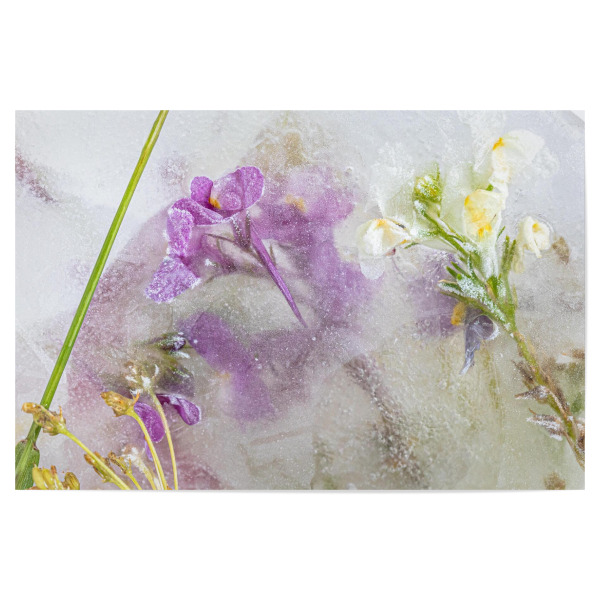 Poster 30x20 cm "Wildblumen in Eis" artboxONE - Natur,Floral