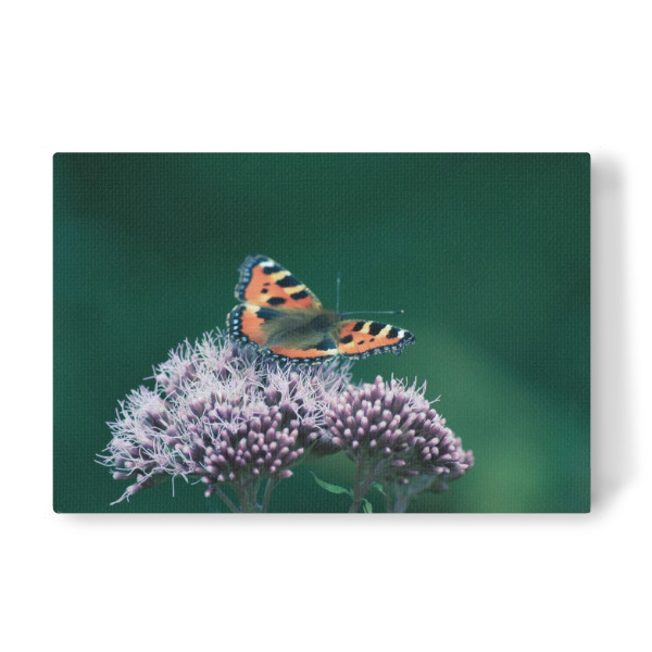 Leinwandbild "Ein Schmetterling" artboxONE - Natur,Tiere